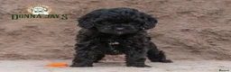 Cavapoo dogs for sale: DONNAJAYS 💫 exceptional F1 Toy Cavapoo babies  - Advert 7
