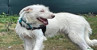 Mixed Breed dogs - Advert 6