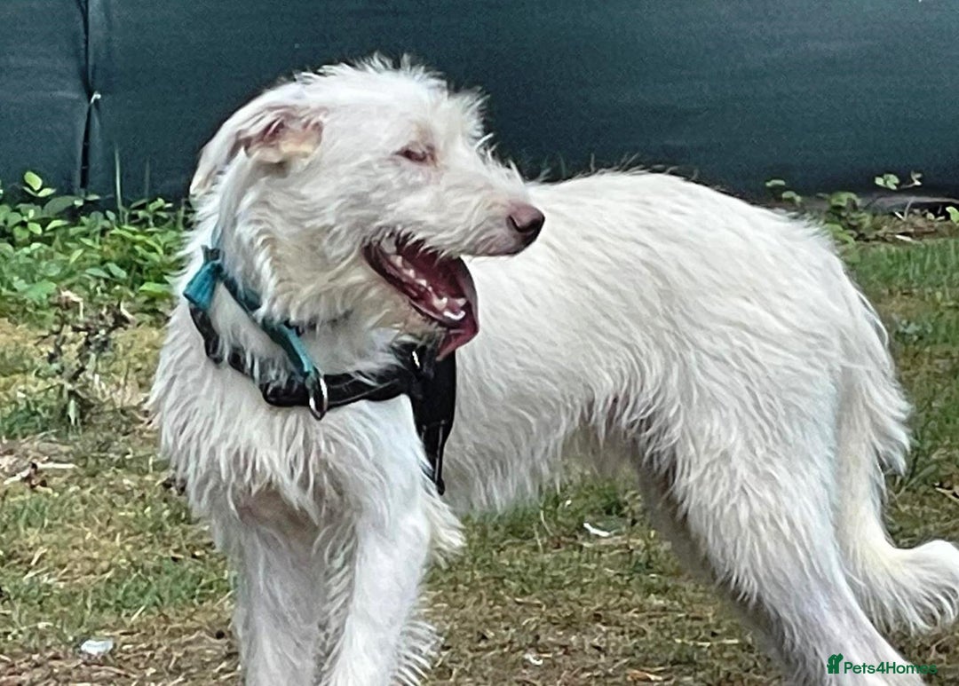Mixed Breed dogs for adoption: BENJI - a handsome & gentle Boy  for a Loving Home - Image 2