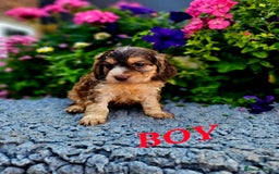 Cockapoo dogs for sale: Top quality F1 health tested cockapoos  - Image 16