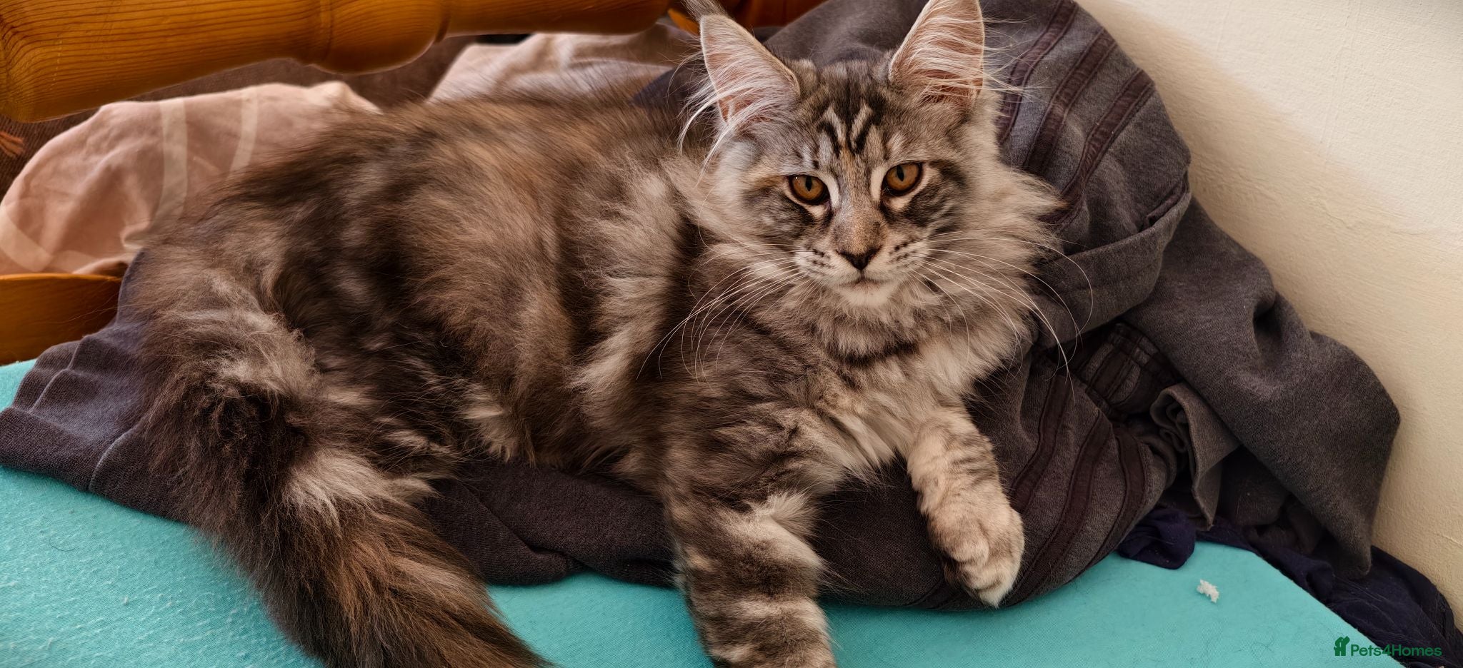 Maine Coon cats Beautiful Maine Coon Kitten For Sale! - Advert 14
