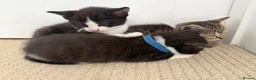 Mixed Breed cats for sale: Beautiful kittens  - Advert 11