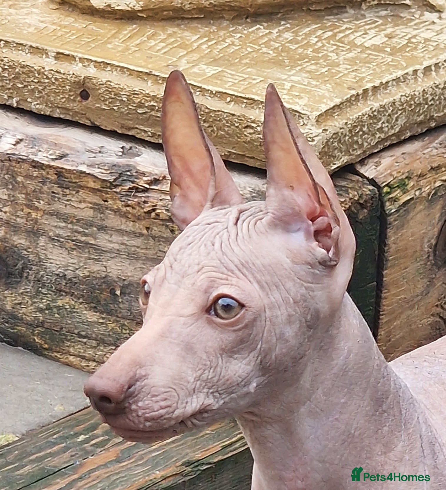 Mexican Hairless dogs Stunning mini red boy pet home only . - Advert 2
