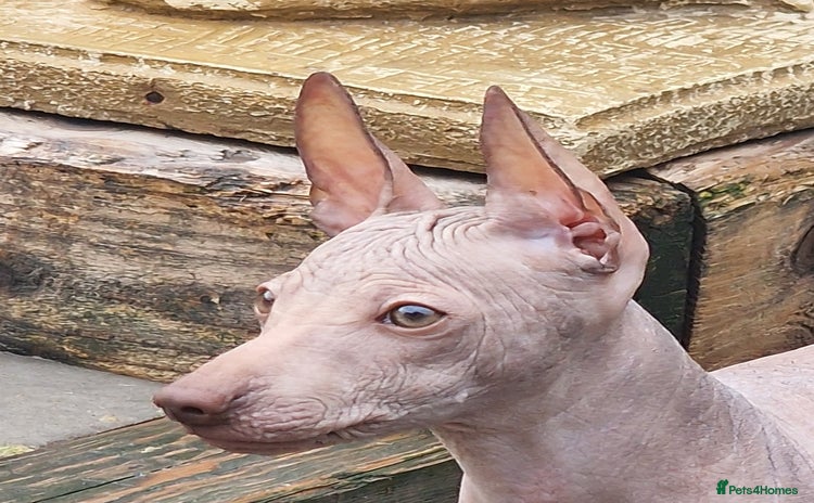 Mexican Hairless dogs - Advert 1