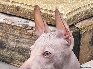 Mexican Hairless dogs Stunning mini red boy. - Advert 3