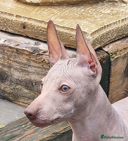 Mexican Hairless dogs Stunning mini red boy. - Advert 2
