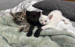 Turkish Angora cats for sale: Playful Kittens - Each ready for a loving home - Image 6