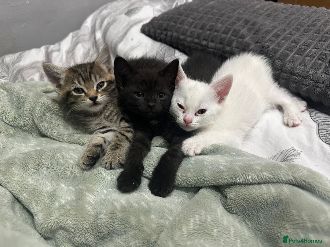 Turkish Angora cats for sale: Playful Kittens - Each ready for a loving home - Image 6