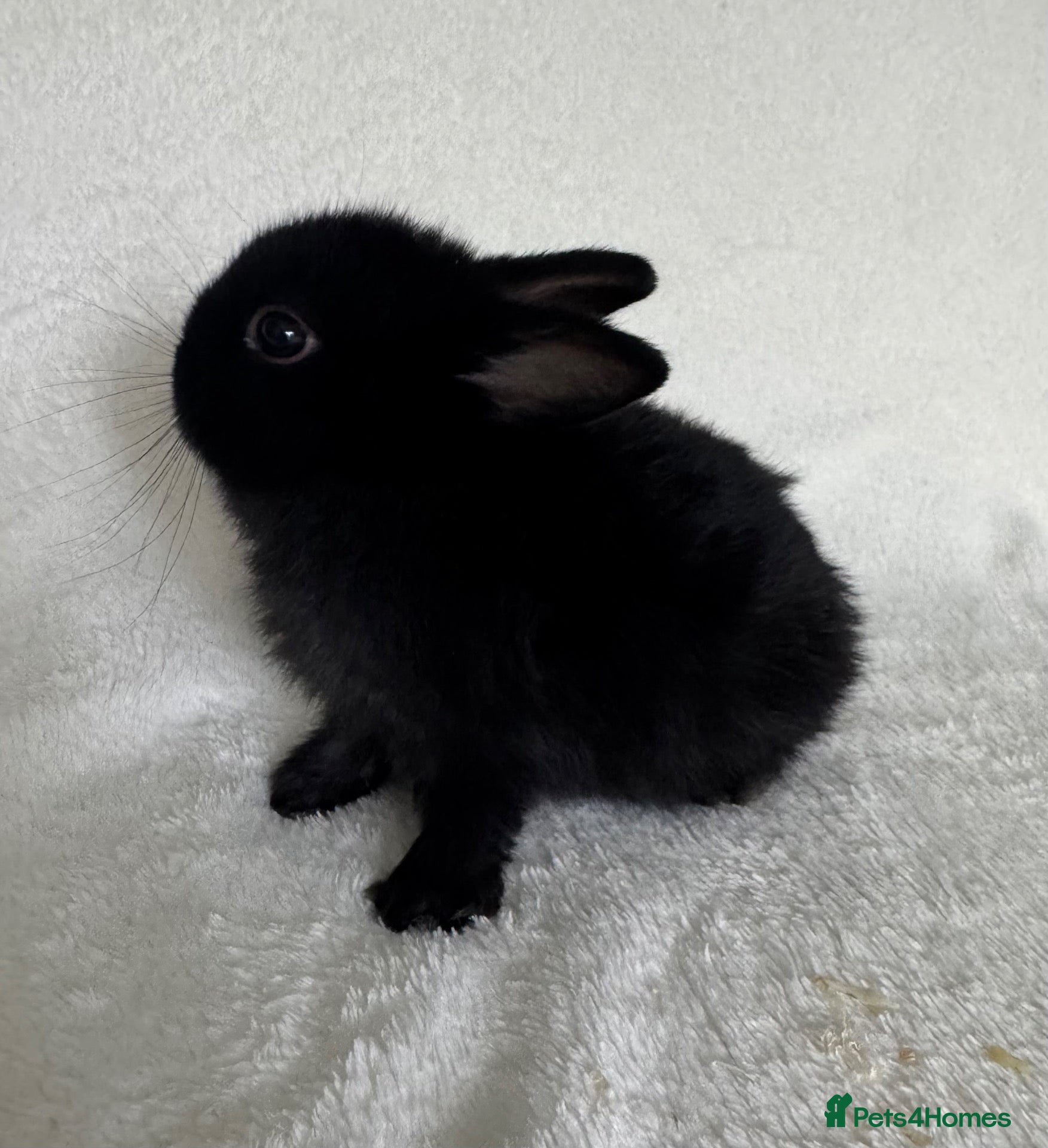 Netherland Dwarf rabbits Show Lines Well Handled TRUE Netherland Dwarfs - Advert 9