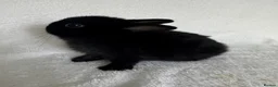 Netherland Dwarf rabbits for sale: Show Lines Well Handled TRUE Netherland Dwarfs - Advert 2