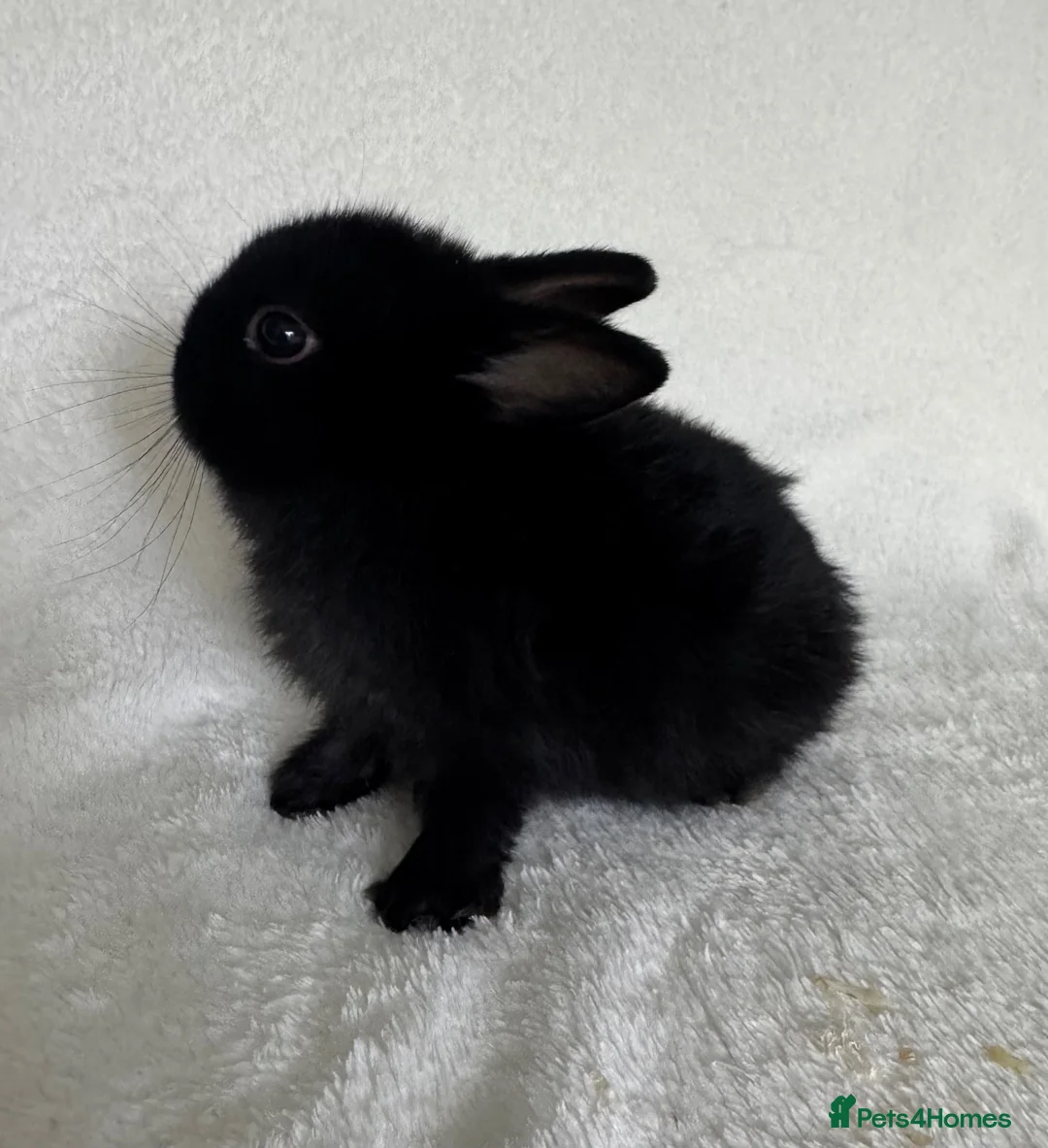 Netherland Dwarf rabbits for sale: Show Lines Well Handled TRUE Netherland Dwarfs - Advert 2