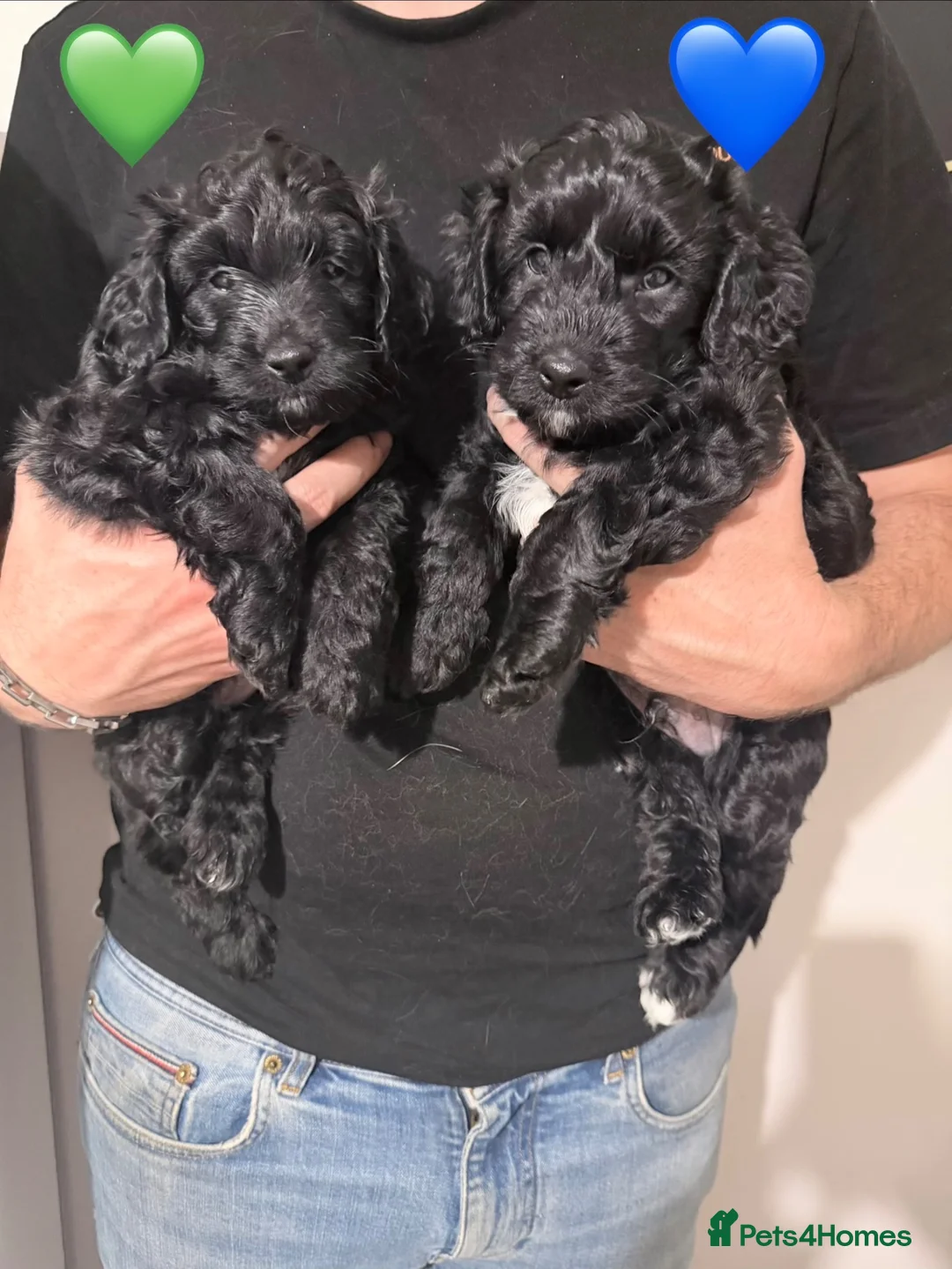 Cockapoo dogs for sale: 2 gorgeous male cockapoos left 💙💚 - Advert 1