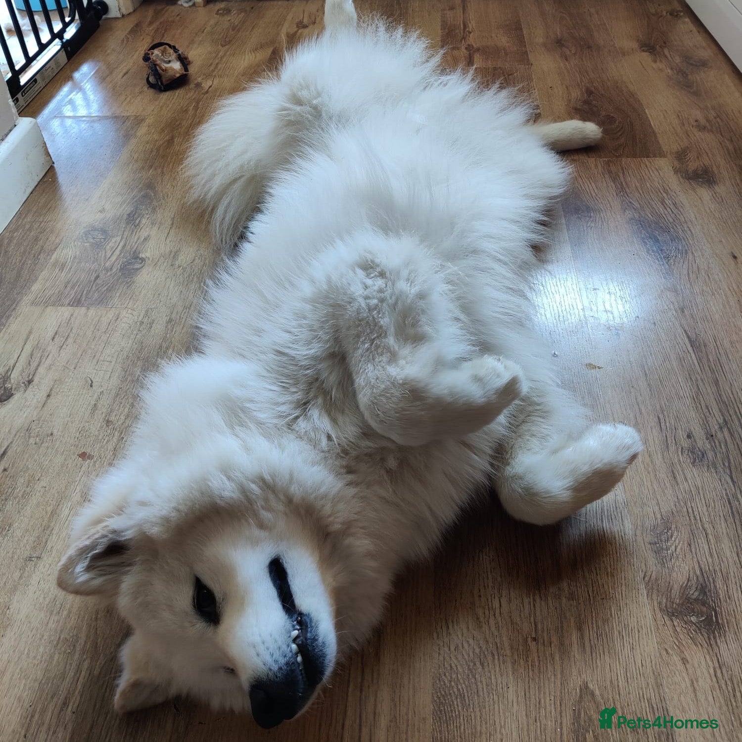 Samoyed dogs Samoyed Male 4 years old - Advert 5
