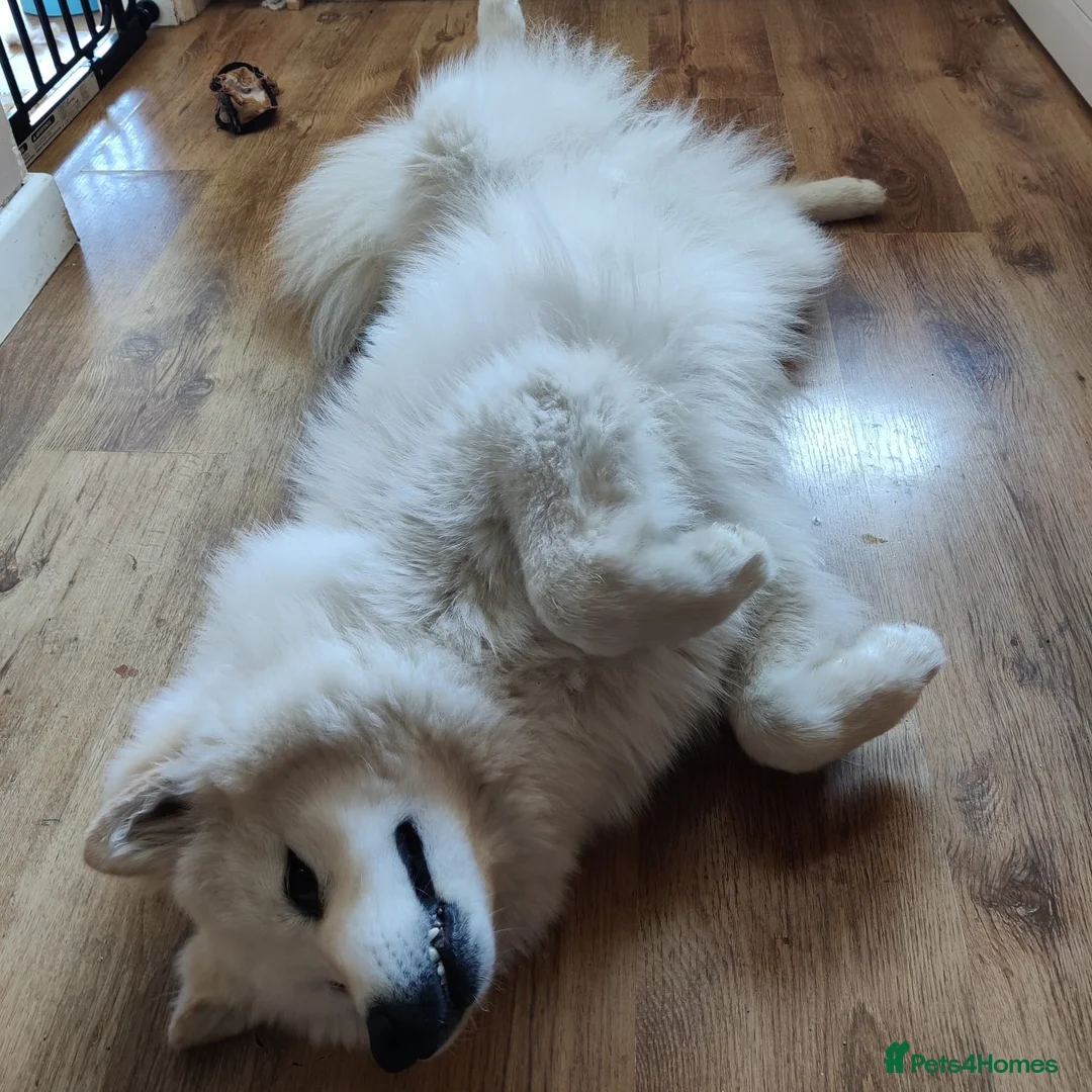 Samoyed dogs for sale: Samoyed Male 4 years old - Advert 1