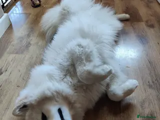 Samoyed dogs Samoyed Male 4 years old - Advert 1