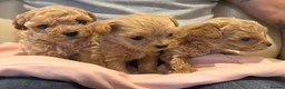 Maltipoo dogs for sale: Maltese cross Asian toy poodle  - Advert 2
