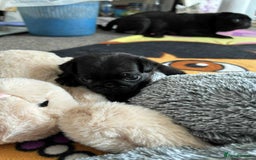 Pug dogs for sale: KCreg pug puppies for sale. - Image 27