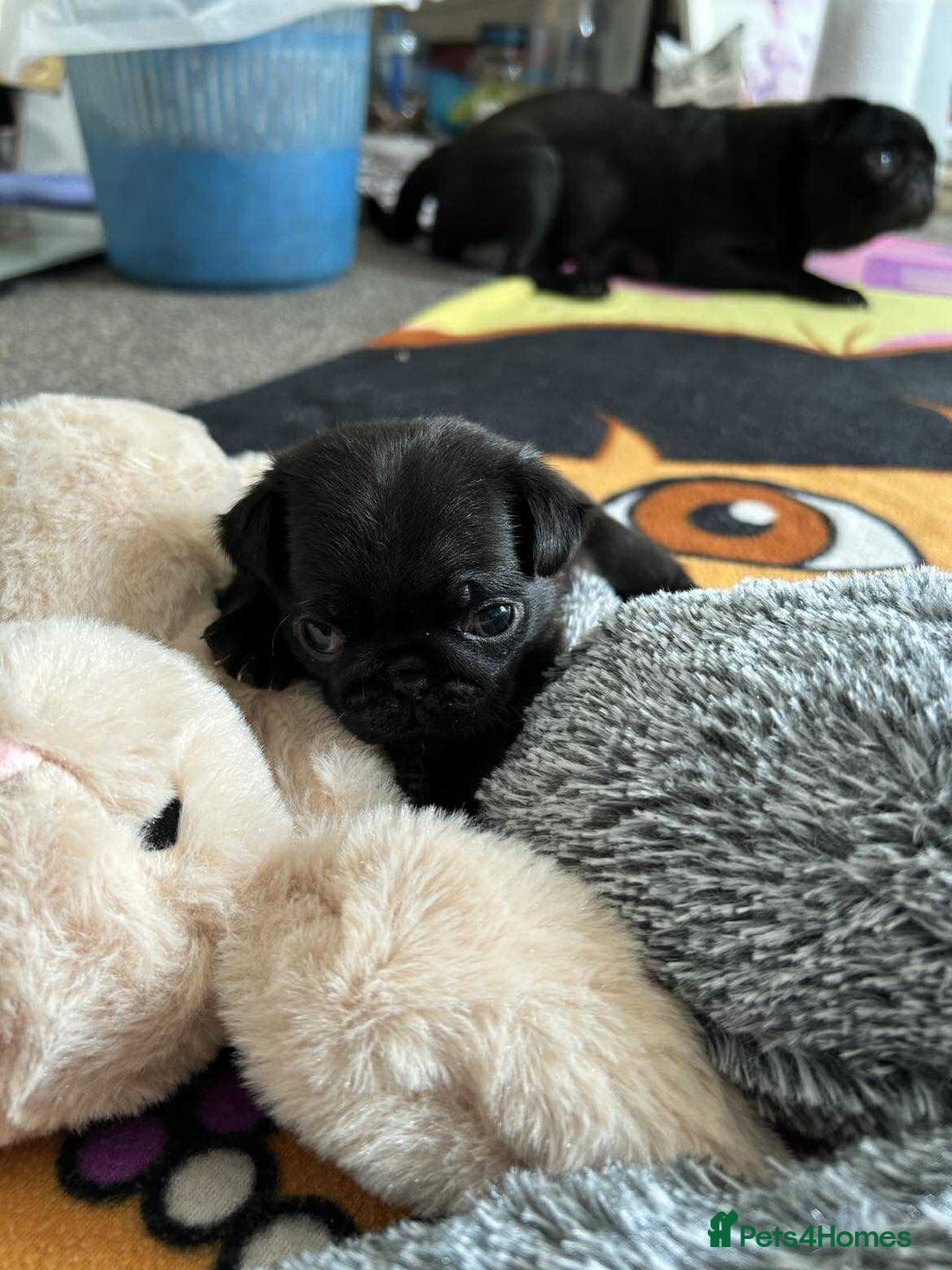 Pug dogs for sale: KCreg pug puppies for sale. - Image 27