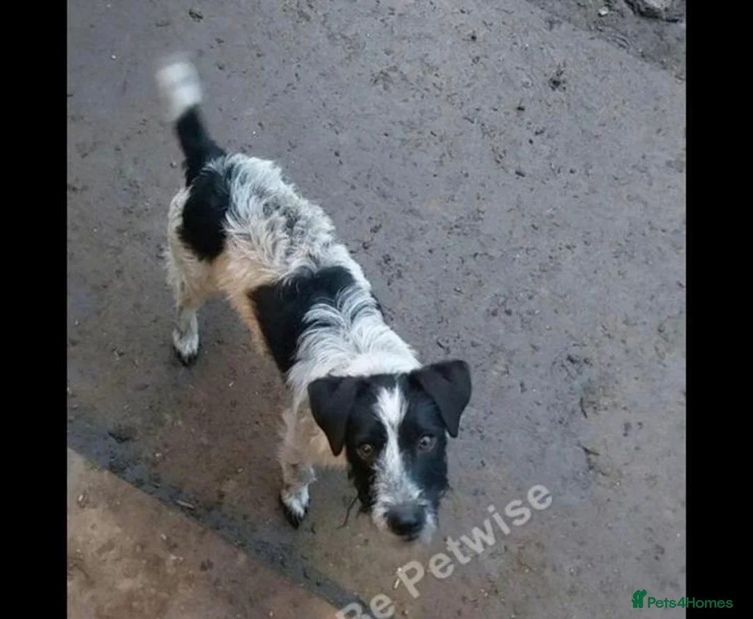 Parson Russell dogs for sale: Parson Russel bitch  - Advert 1