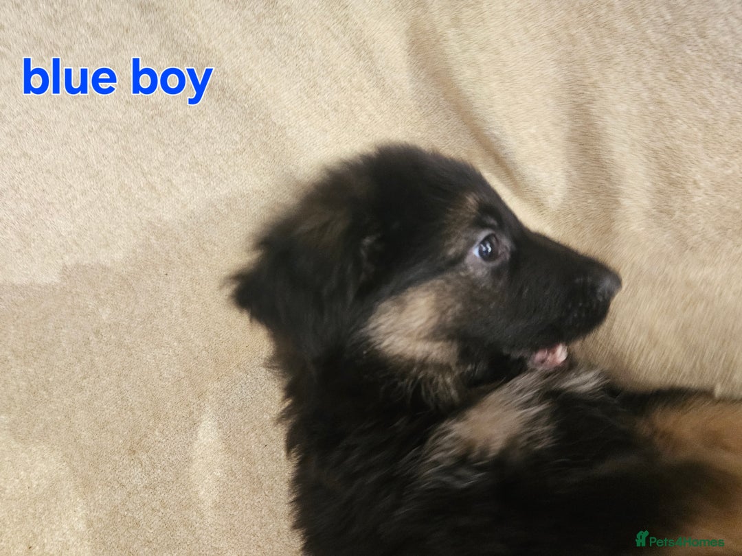 German Shepherd dogs for sale: German sheperd puppies - Image 9