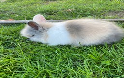 Lionhead rabbits for sale: Lion head  - Image 11