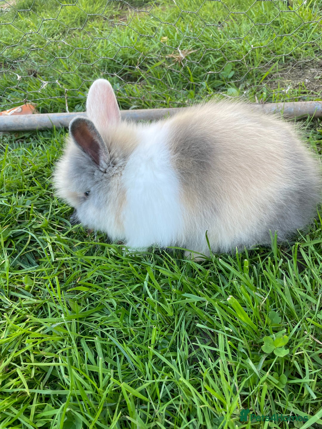 Lionhead rabbits for sale: Lion head  - Image 11