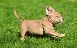 American Bully dogs for sale: REDUCED last girl Quality american Pocket Bully  - Image 14