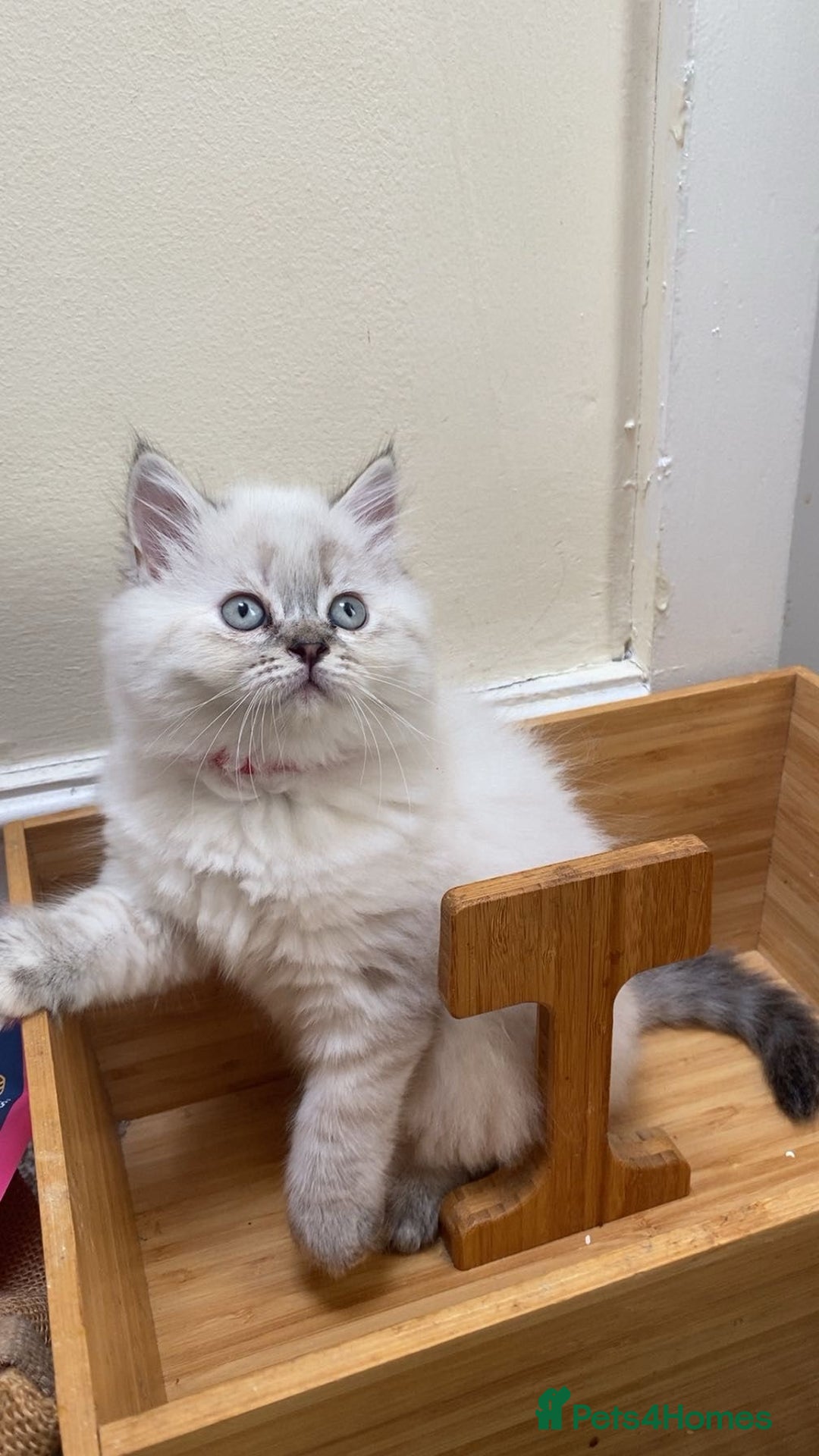 Mixed Breed cats for sale: Sukkar Sukkar Ragdoll x British short hair mix - Image 5