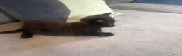 Mixed Breed cats for sale: Beautiful Kittens For Sale - Advert 22