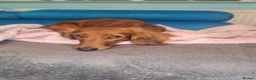 Dachshund dogs for sale: Pra clear 5 beautiful LH Dachshund puppies💗💗💗 - Advert 9