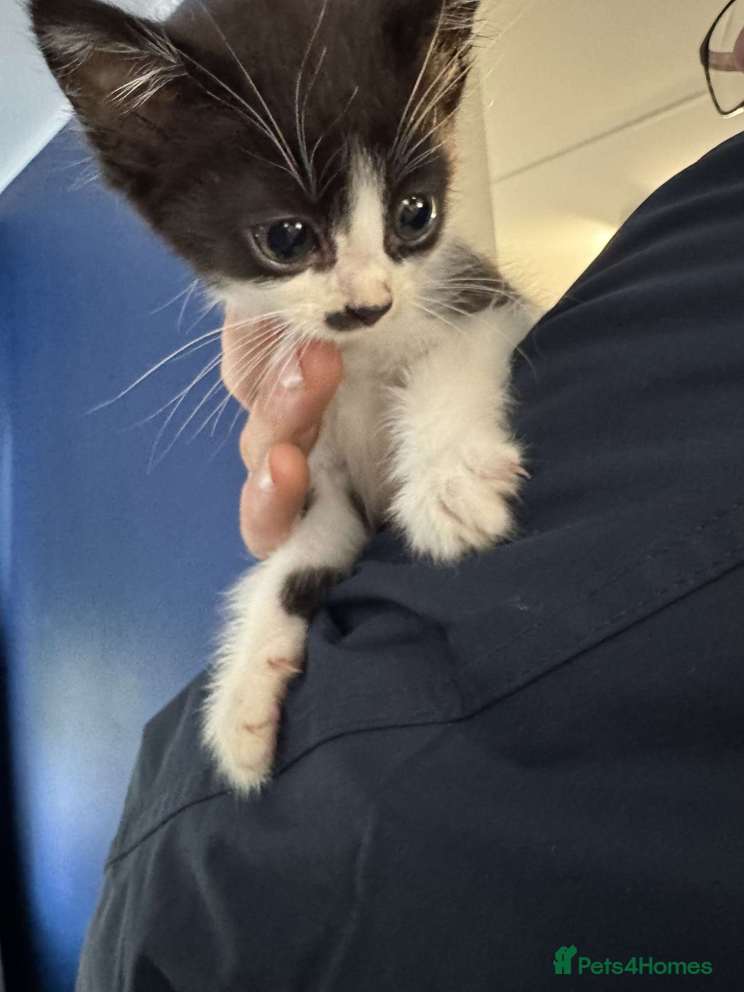 Mixed Breed cats for sale: 4 black and white kittens  - Image 2