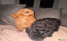 Cavapoo dogs for sale: Cavapoo puppies  - Image 2