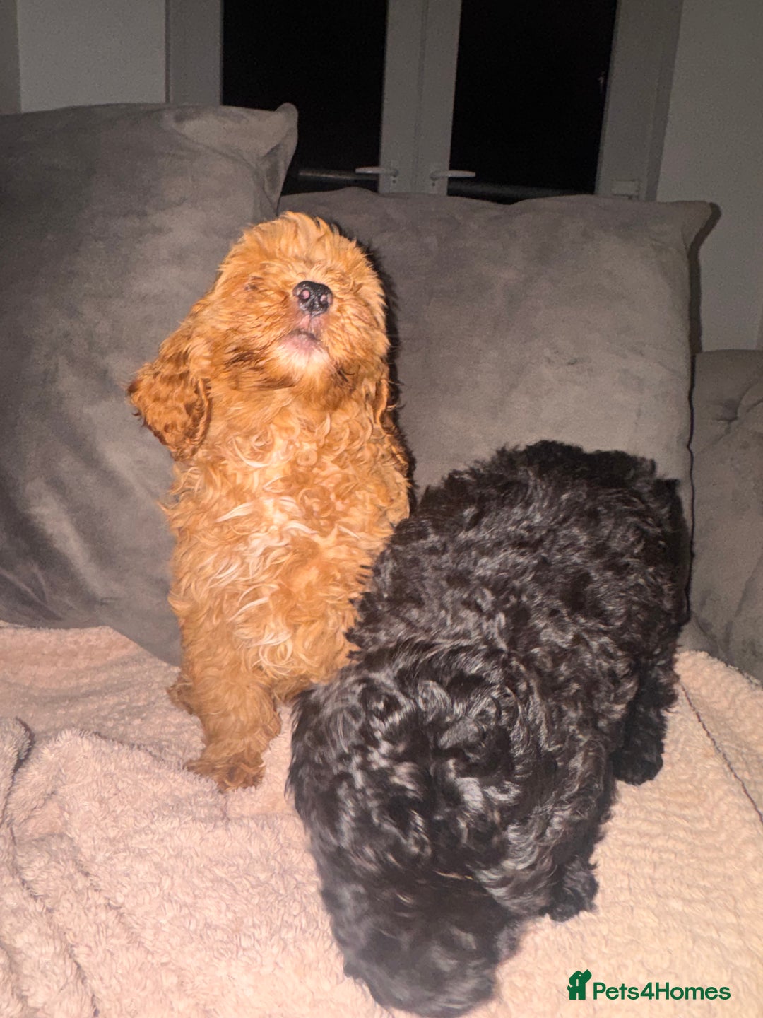 Cavapoo dogs for sale: Cavapoo puppies  - Image 2