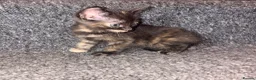 Mixed Breed cats for sale: 5 Mixed Coloured Kittens Available! - Advert 6