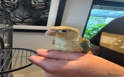 Conures birds for sale: Baby Hand Reared Conures 18 weeks Old - Image 4