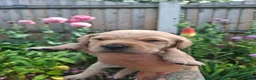 Labrador Retriever dogs for sale: Labrador puppies - Advert 8
