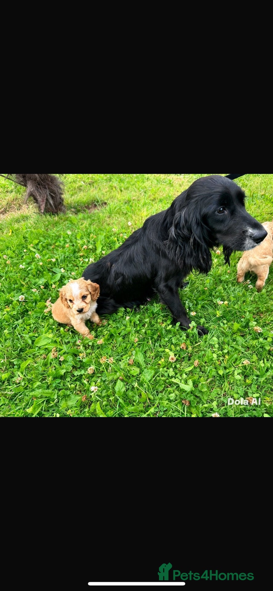 Cocker Spaniel dogs Cocker spaniel puppies - Advert 17