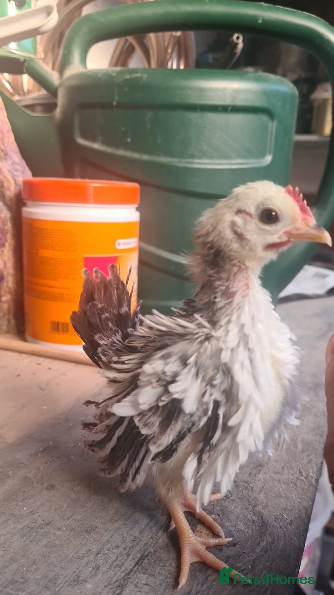 Chickens poultry for sale: Serama cockerel x3 in Burnham-on-Sea - Advert 1