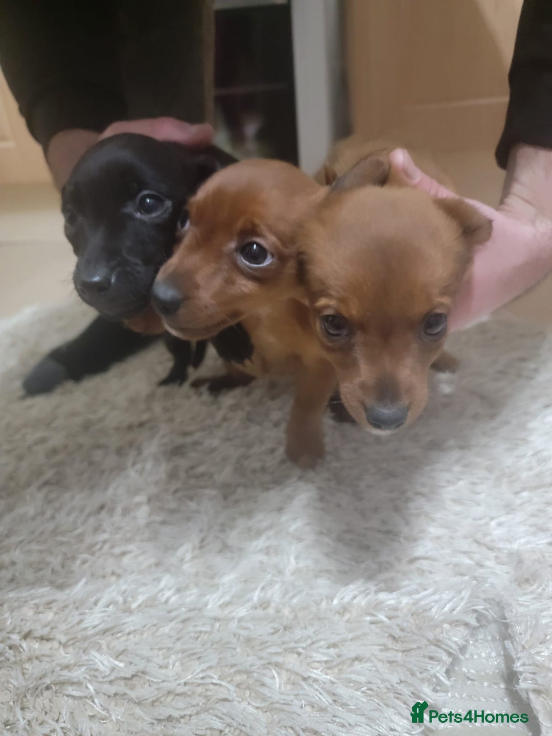 Jack Russell dogs for sale: Jack Russel  - Advert 6