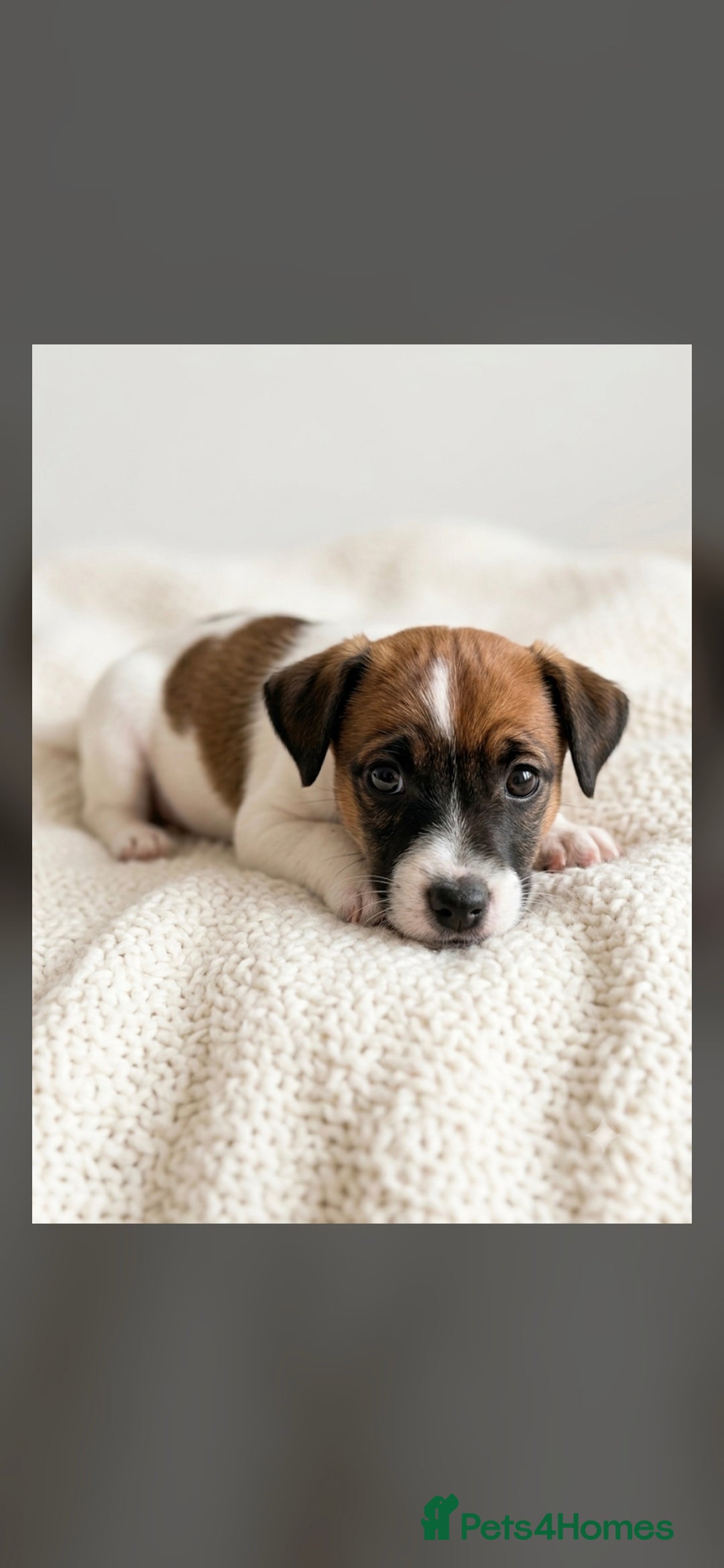 Jack Russell dogs Jack Russel puppies  - Advert 2