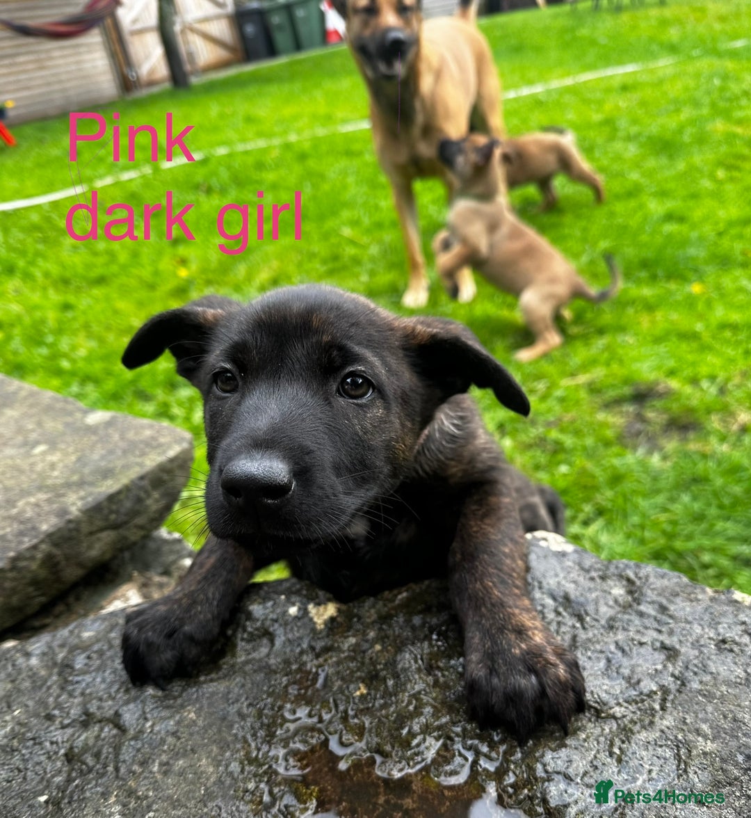 Mixed Breed dogs for sale: Dutch/Belgian malinois   - Image 7
