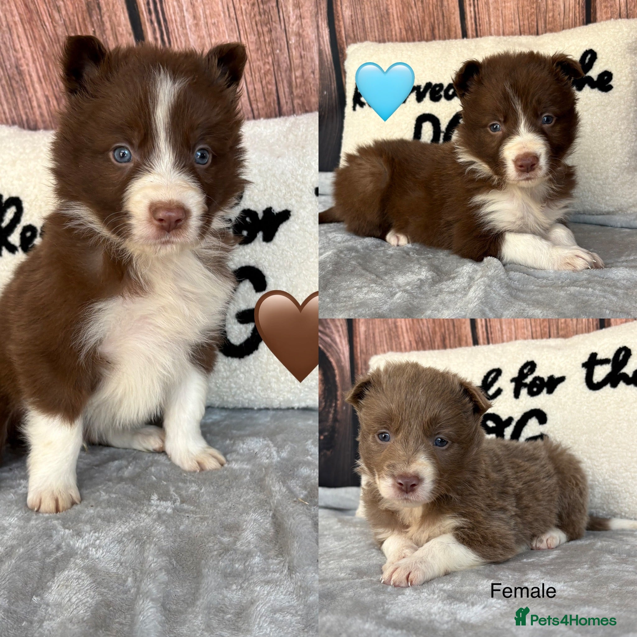 Border Collie dogs Beautiful Lilac & R/W Border Collie Puppies 🐶 - Advert 2