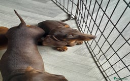 Miniature Dachshund dogs for sale: Miniature Dachshunds  in Diss - Image 6