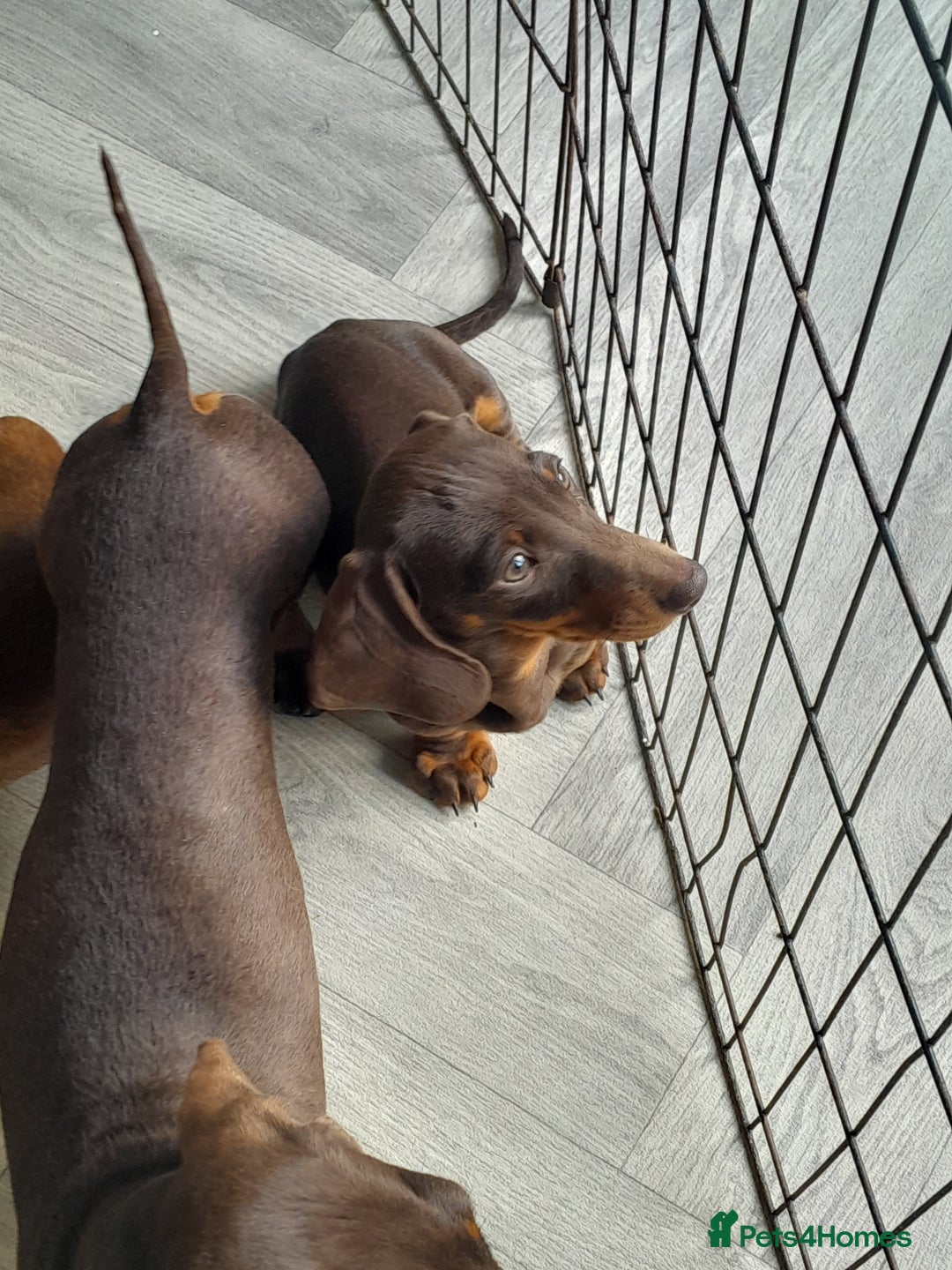 Miniature Dachshund dogs for sale: Miniature Dachshunds  in Diss - Image 6
