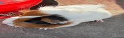 Guinea Pig rodents for sale: Gorgeous colourful guinea pigs - Advert 9