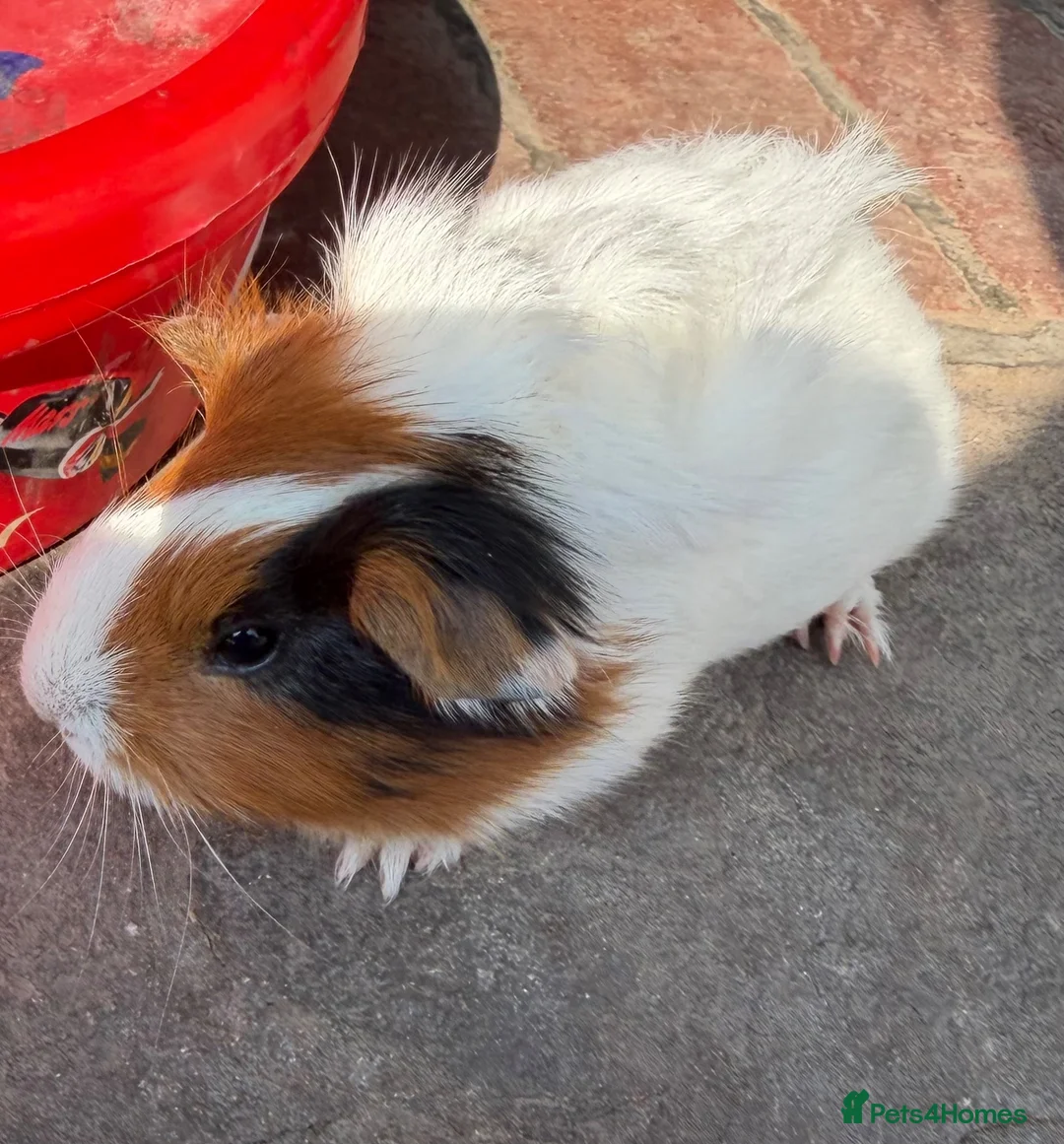 Guinea Pig rodents for sale: Gorgeous colourful guinea pigs - Advert 9