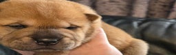 Mixed Breed dogs for sale: Chow Pei puppies - Advert 23