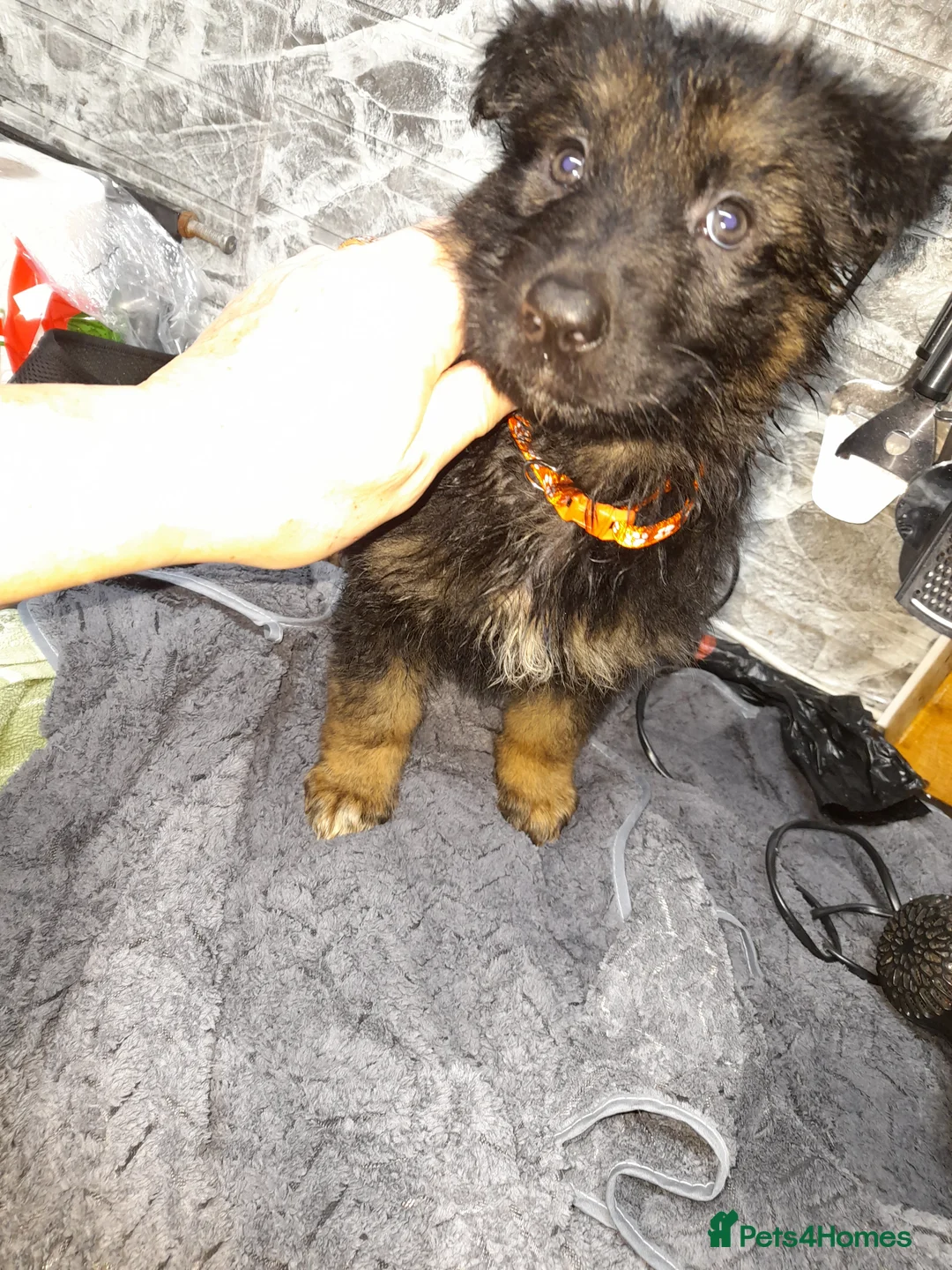 German Shepherd dogs for sale: German shepherd pups - Advert 5