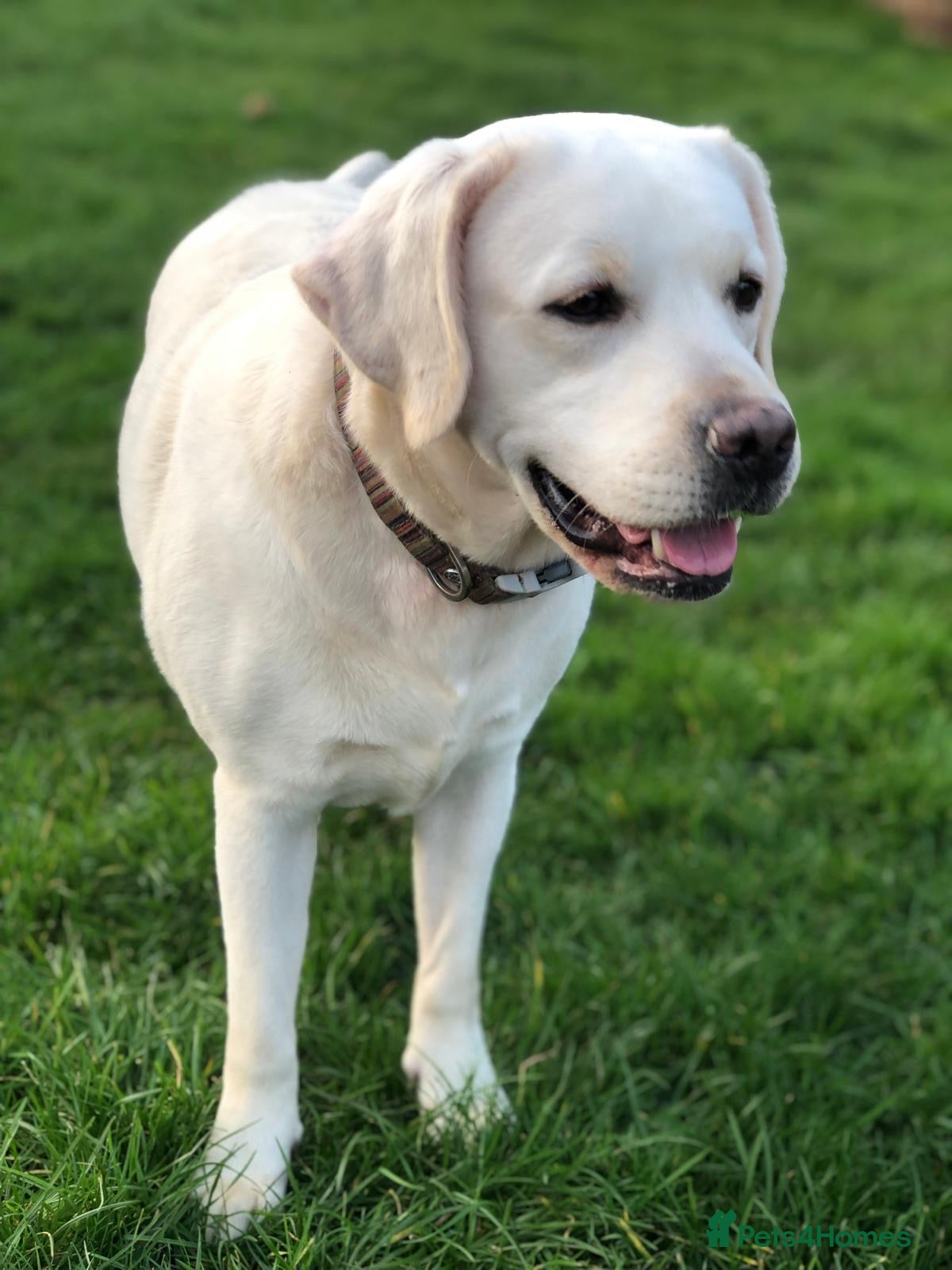 Labrador Retriever dogs Black & White/Cream Labrador Puppies Females  - Advert 2