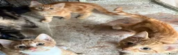 Mixed Breed cats for sale: KITTENS LOOKING FOR HOMES in Malton - Advert 9